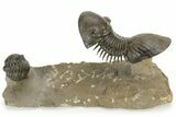 Flying Paralejurus Trilobite With Reedops - Atchana, Morocco #232853-1